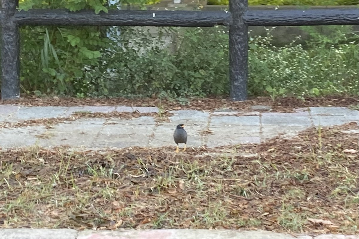 Яванская майна - ML646611065