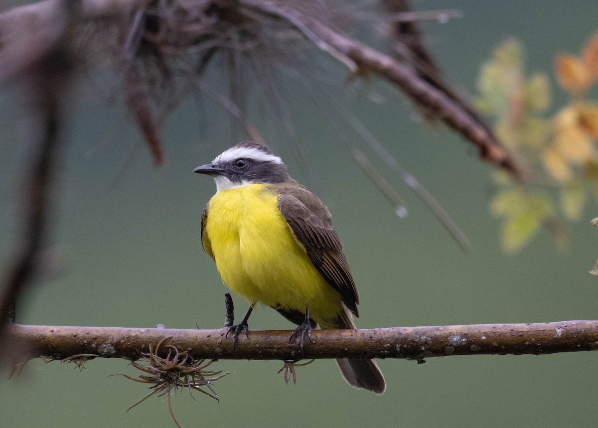 Rusty-margined Flycatcher - ML646611066