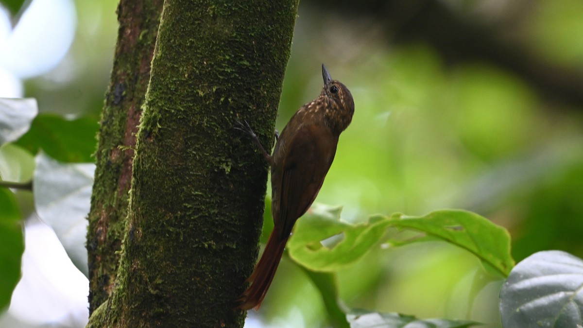 Wedge-billed Woodcreeper - ML646611067