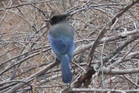 Steller's Jay - ML646611068