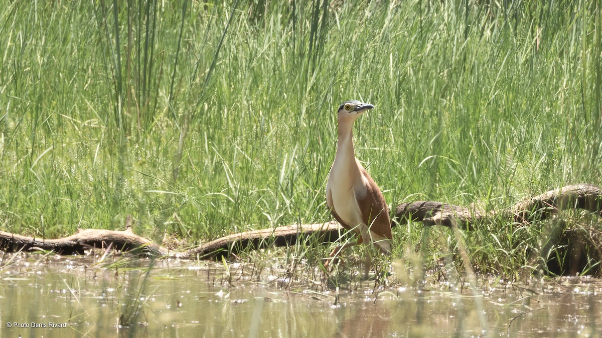 Nankeen Night Heron - ML646611070