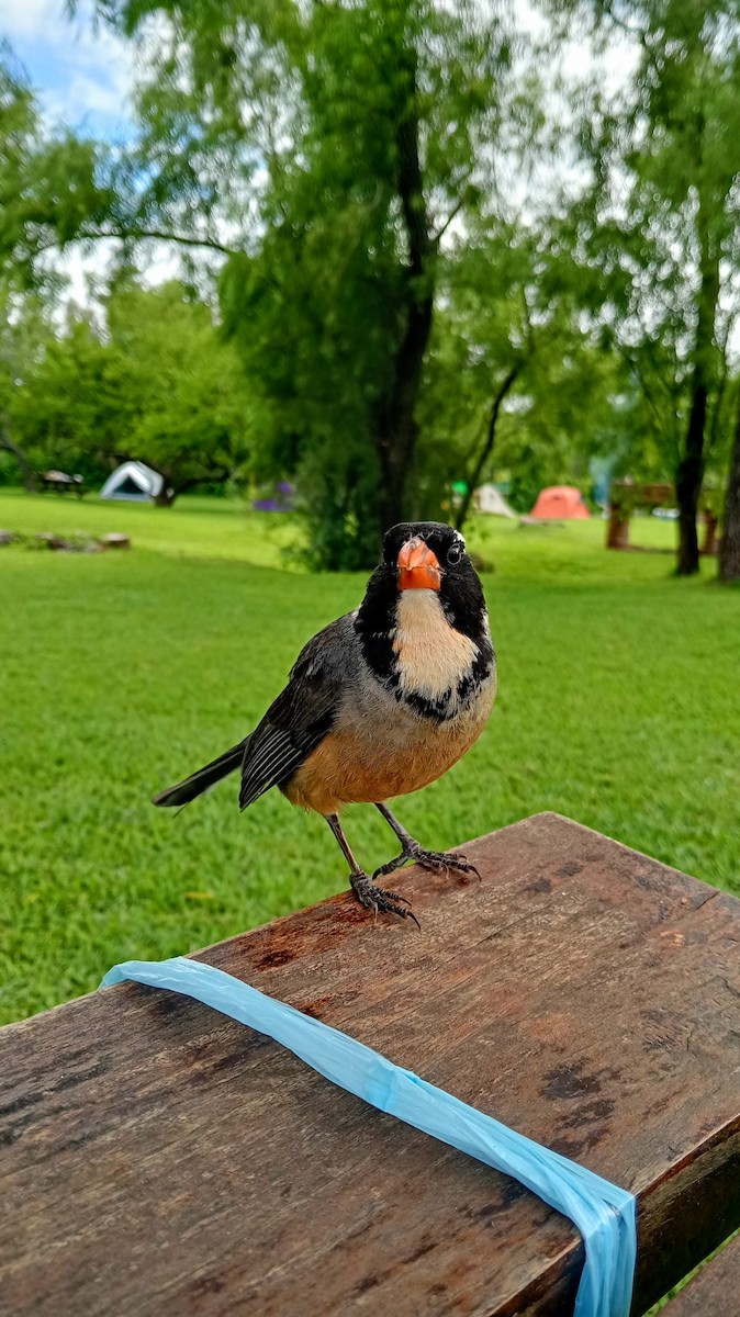 oransjenebbsaltator - ML646611076