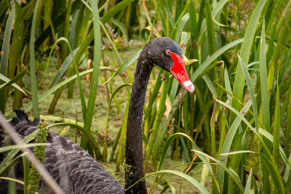 Black Swan - ML646611078