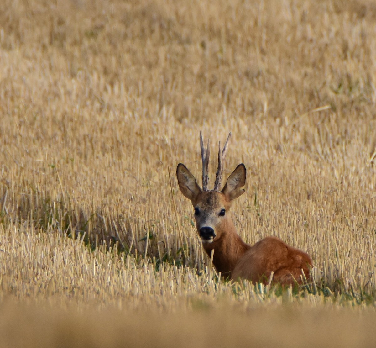Western Roe Deer - ML646611079