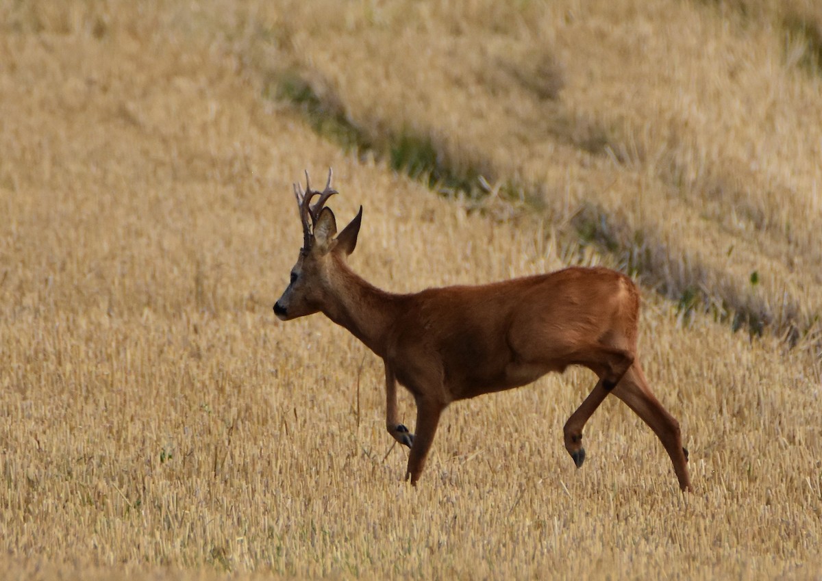 Western Roe Deer - ML646611080