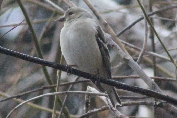 Altın İskete - ML646611081