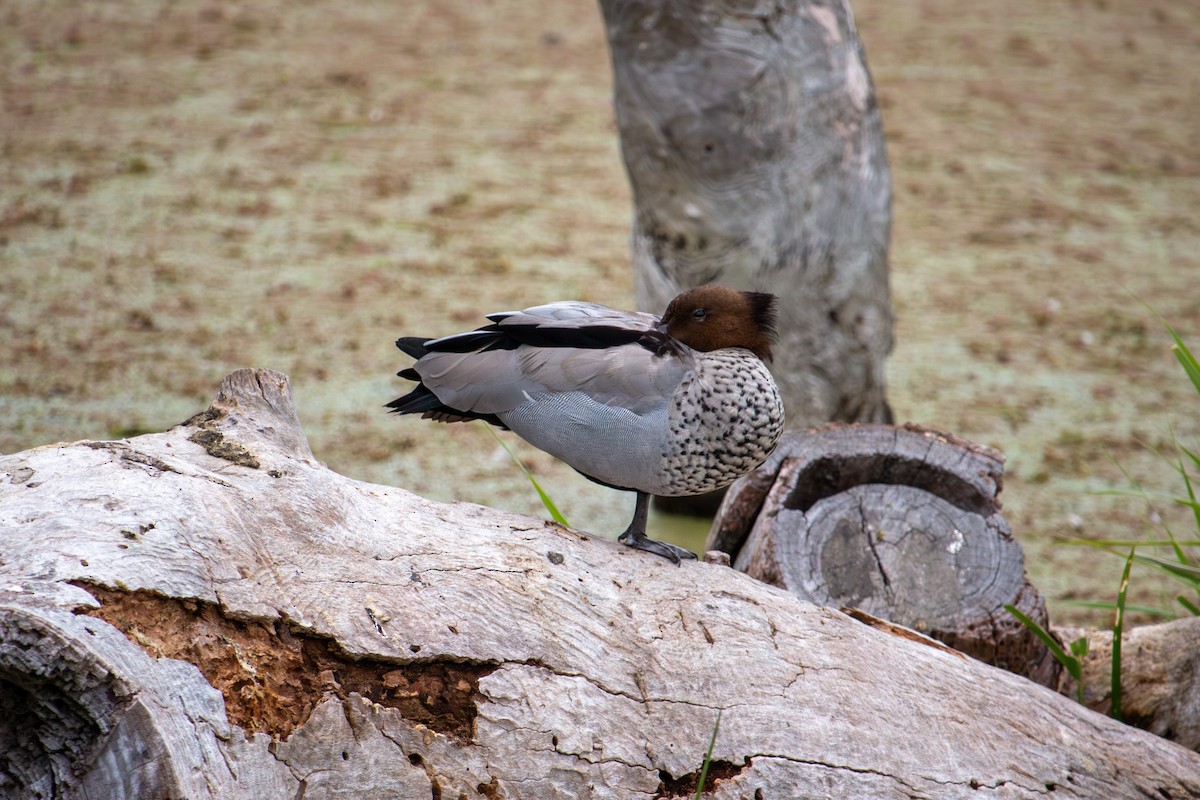 Maned Duck - ML646611082