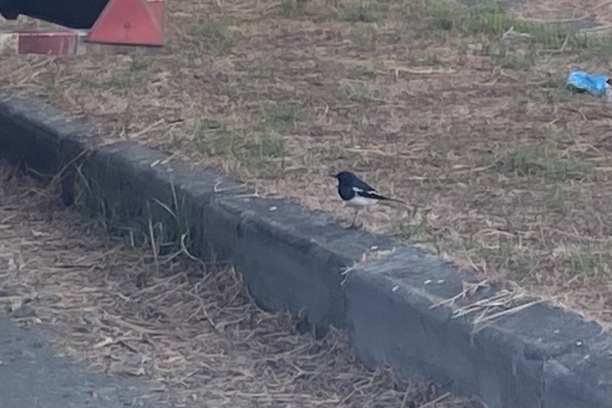 Сорочий шама - ML646611083