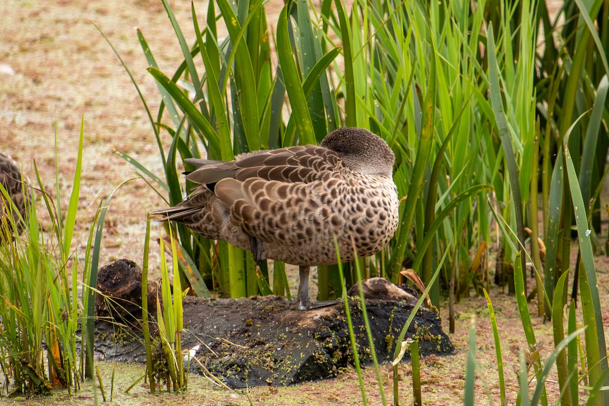 Gray Teal - ML646611085