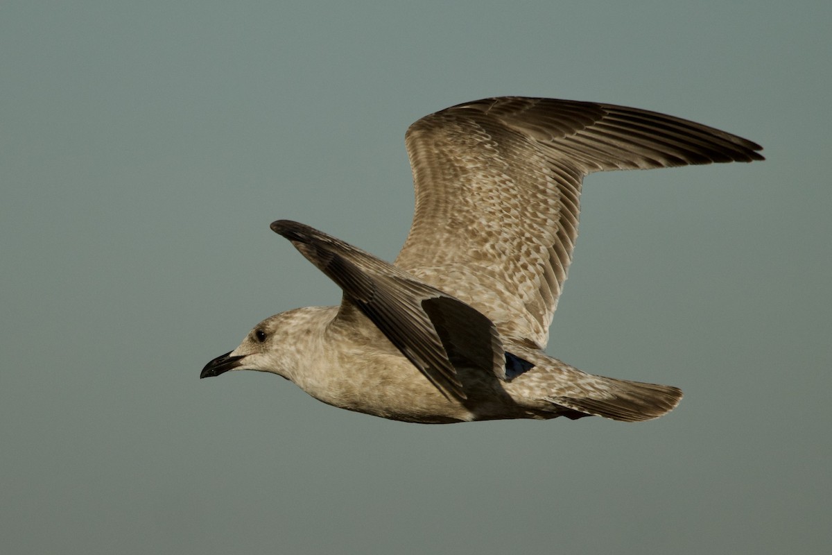 чайка sp. - ML646611088