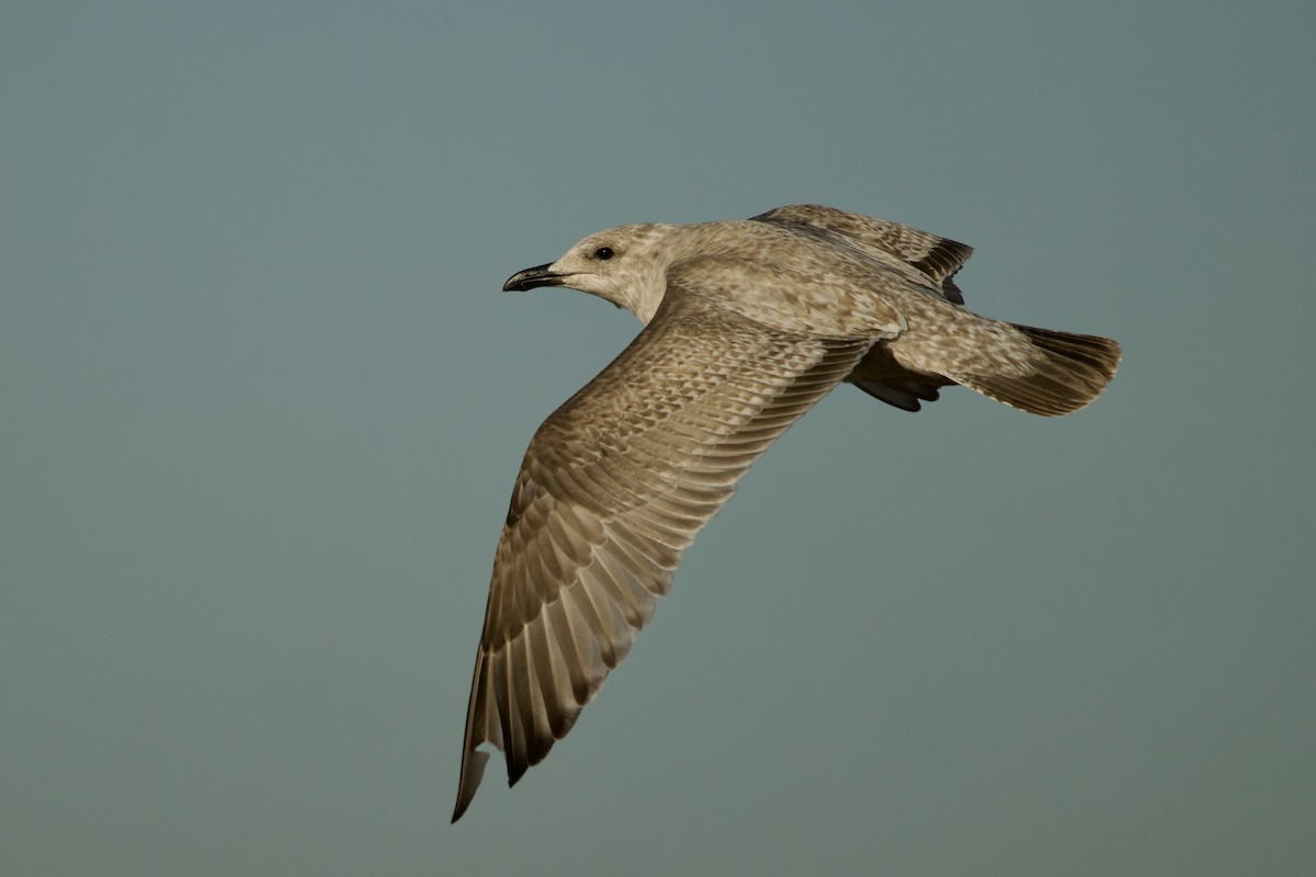 чайка sp. - ML646611089