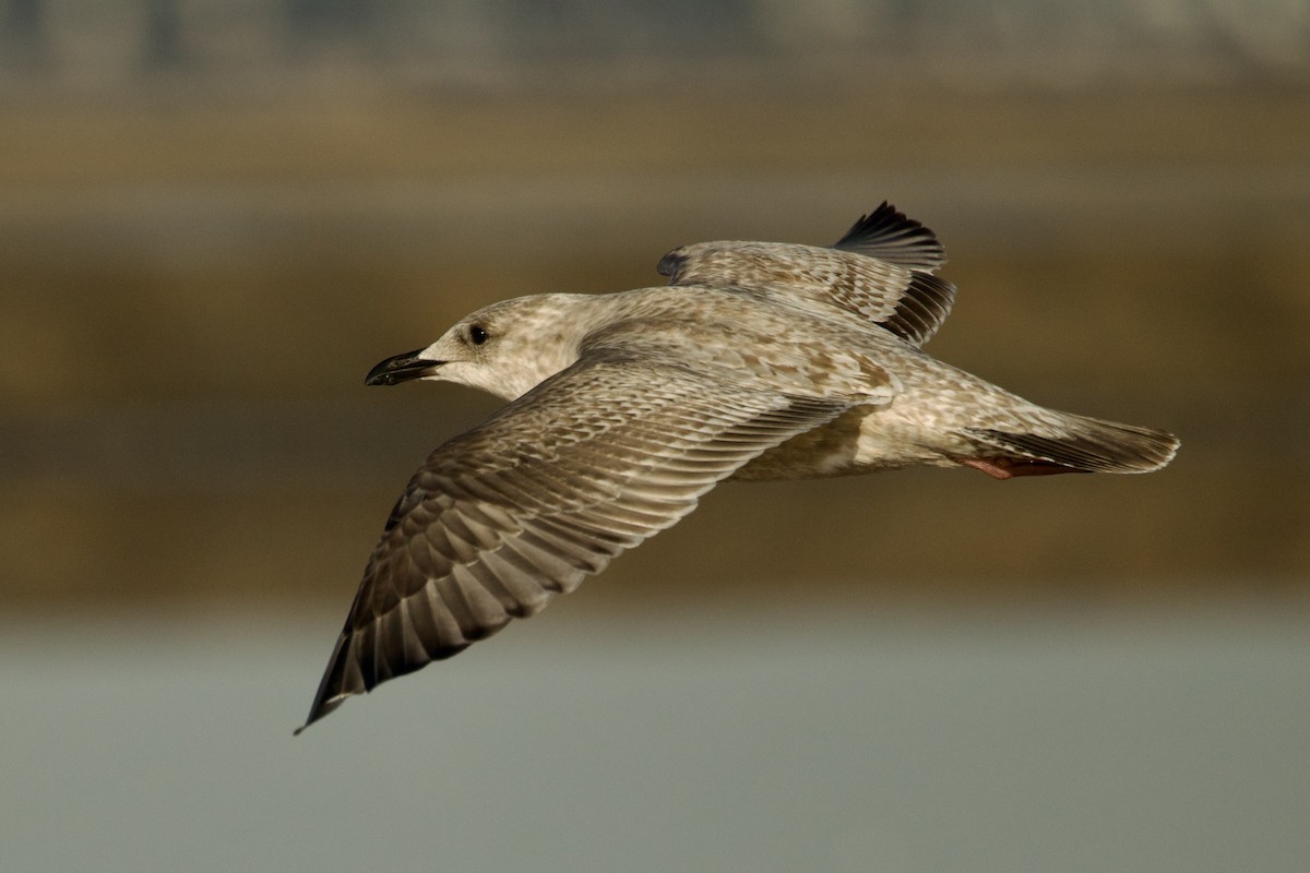 чайка sp. - ML646611090