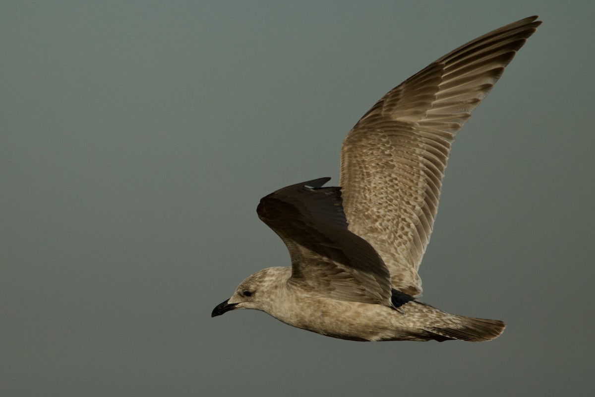 чайка sp. - ML646611091