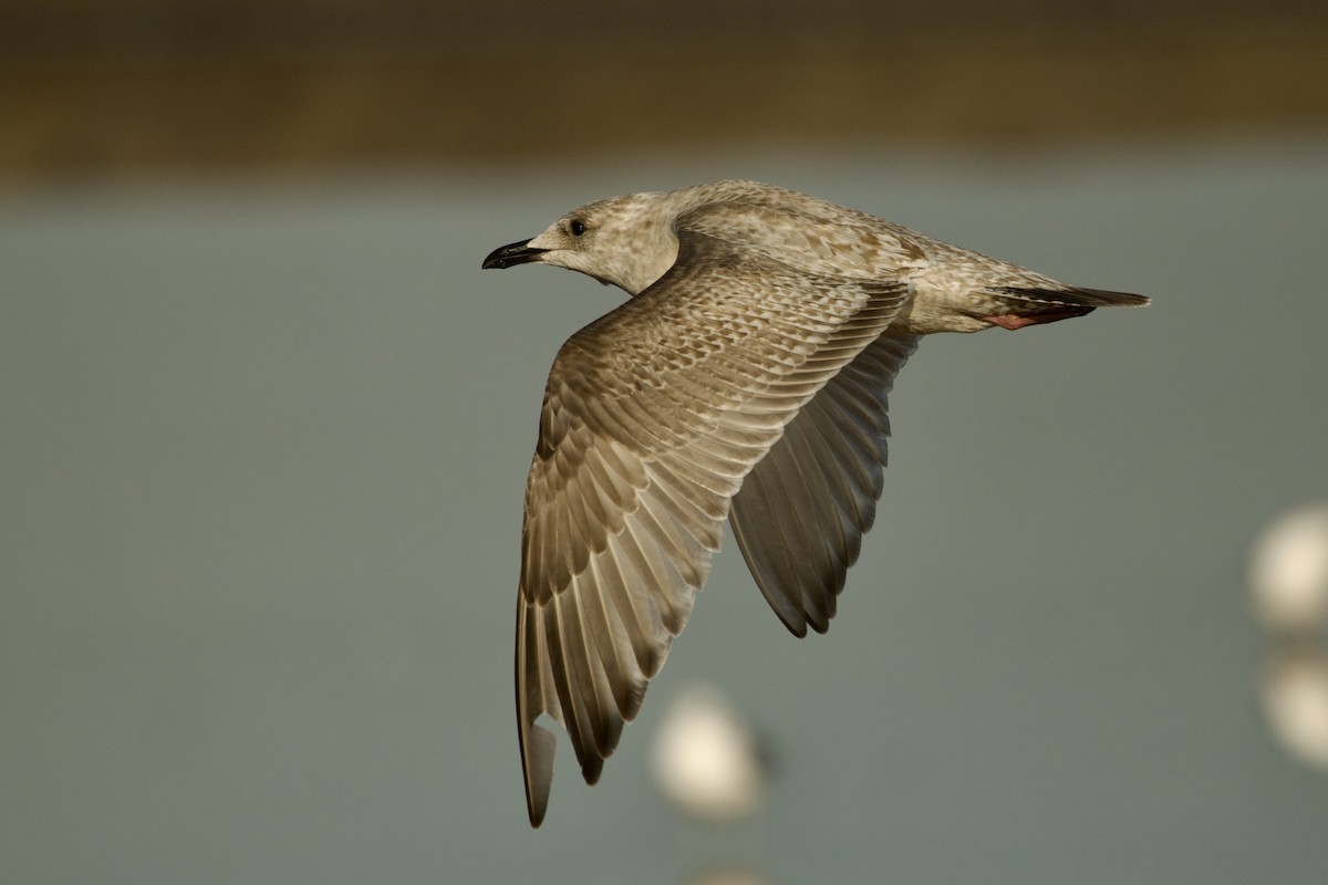 чайка sp. - ML646611092