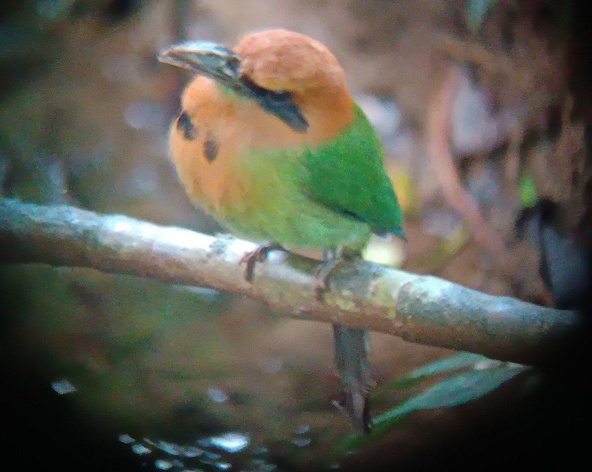Broad-billed Motmot - ML646611093