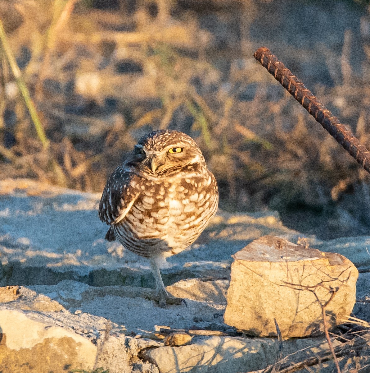 Burrowing Owl - ML646611095