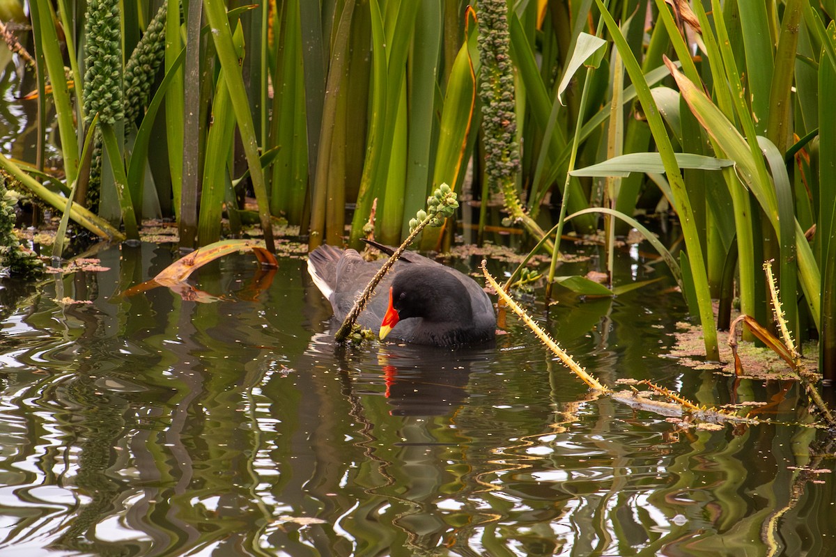 Australasian Swamphen - ML646611096