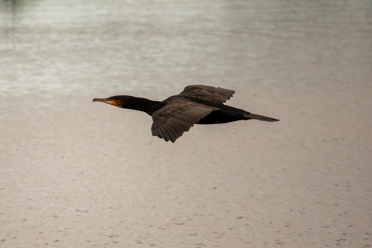 Great Cormorant - ML646611098