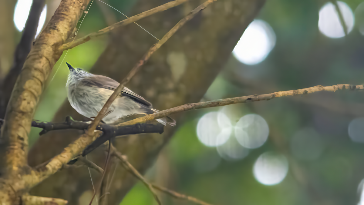 Brown Gerygone - ML646611105