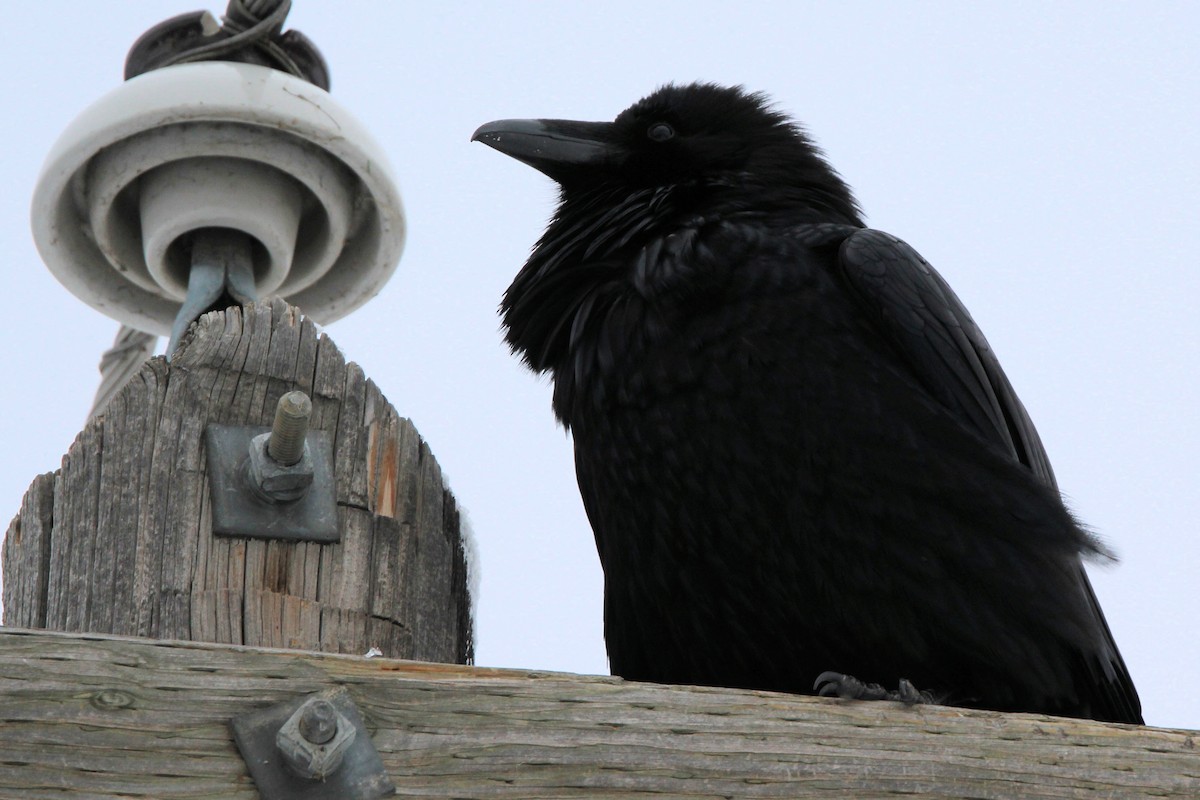 עורב שחור - ML646611107