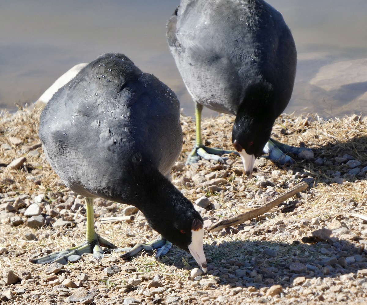 American Coot - ML646611111