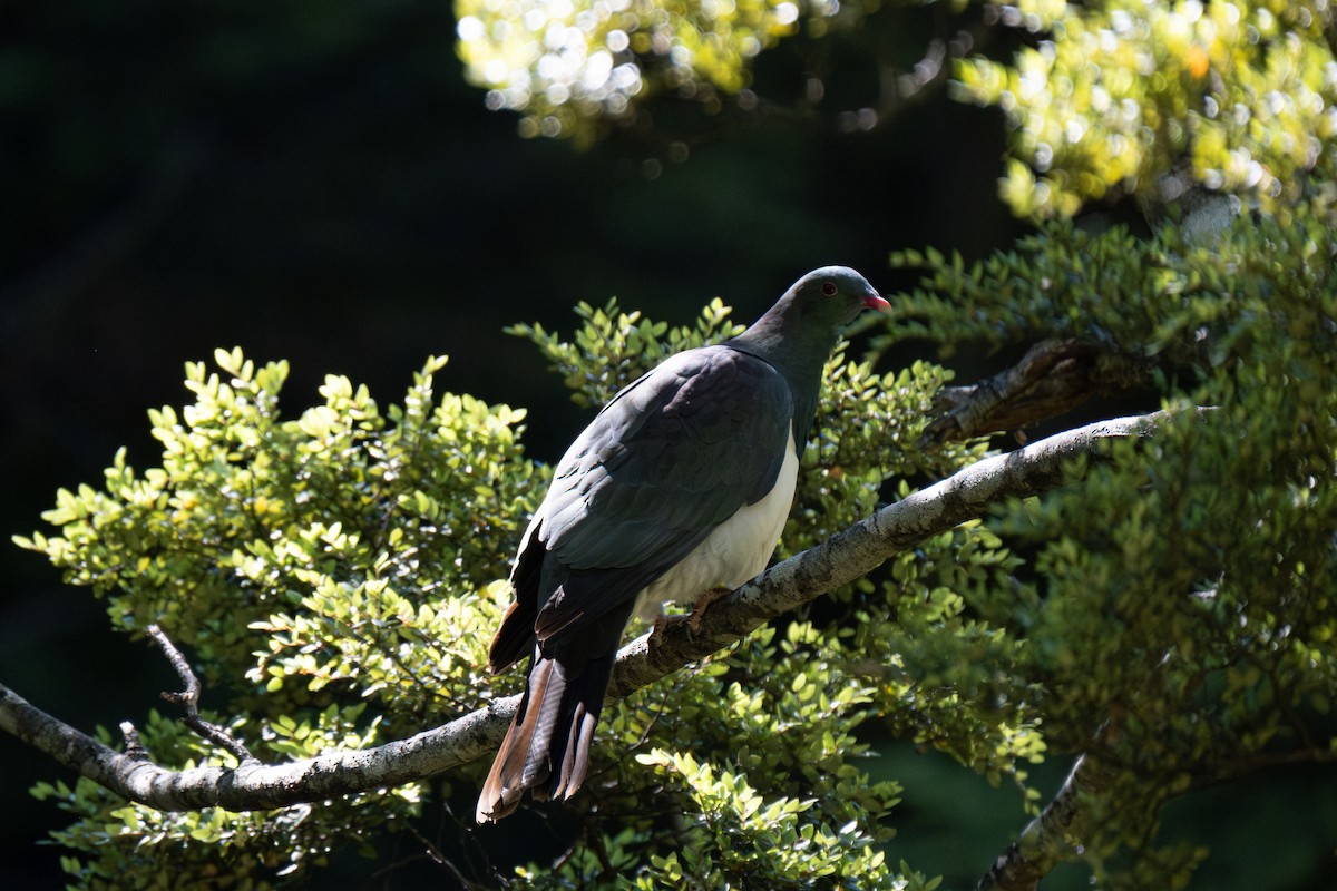 New Zealand Pigeon - ML646611113