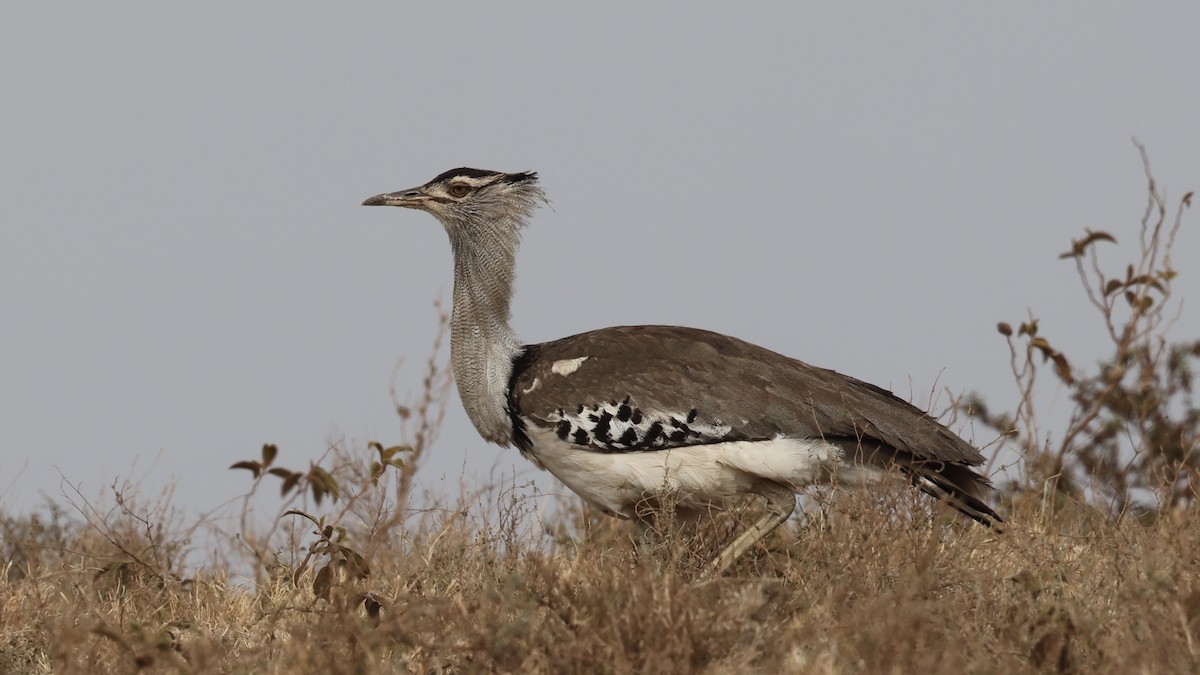 Kori Bustard - ML646611114