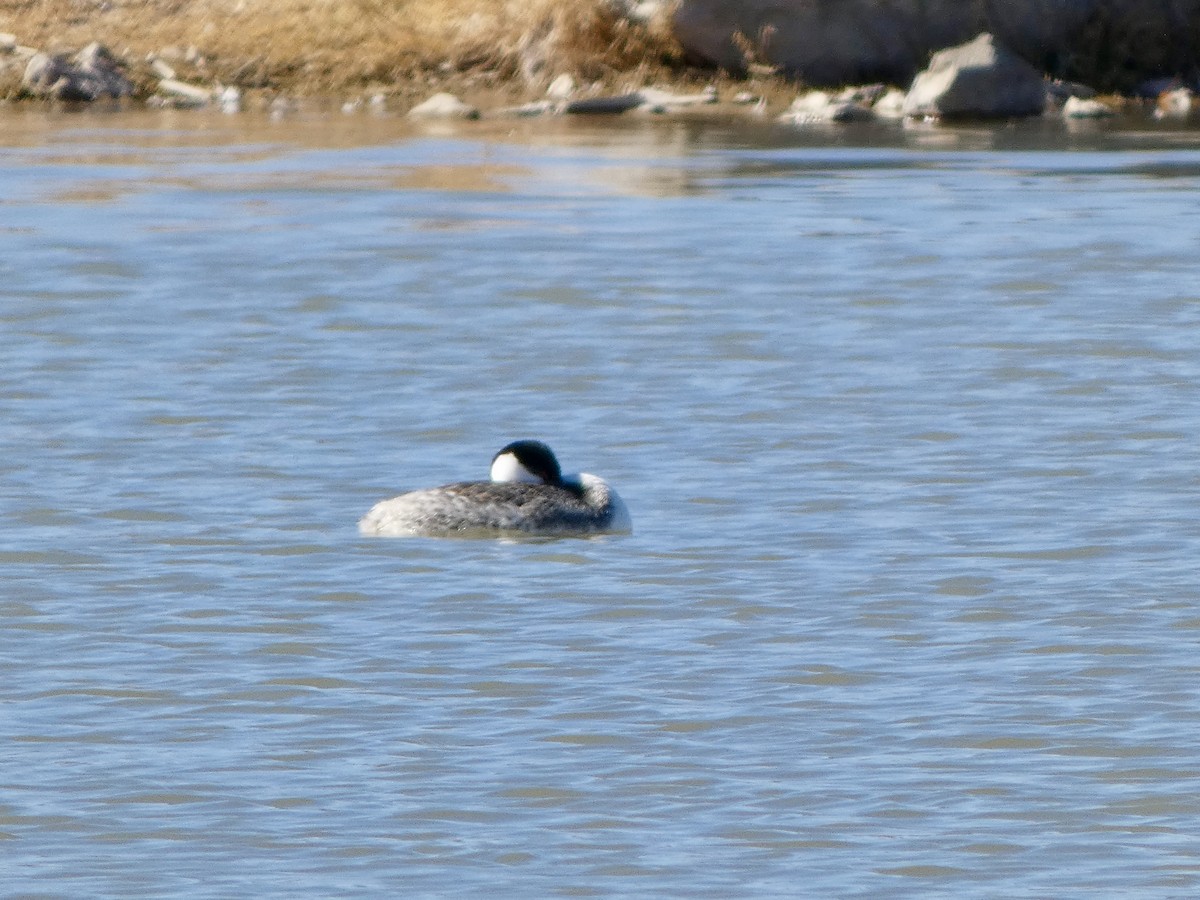 Western Grebe - ML646611115