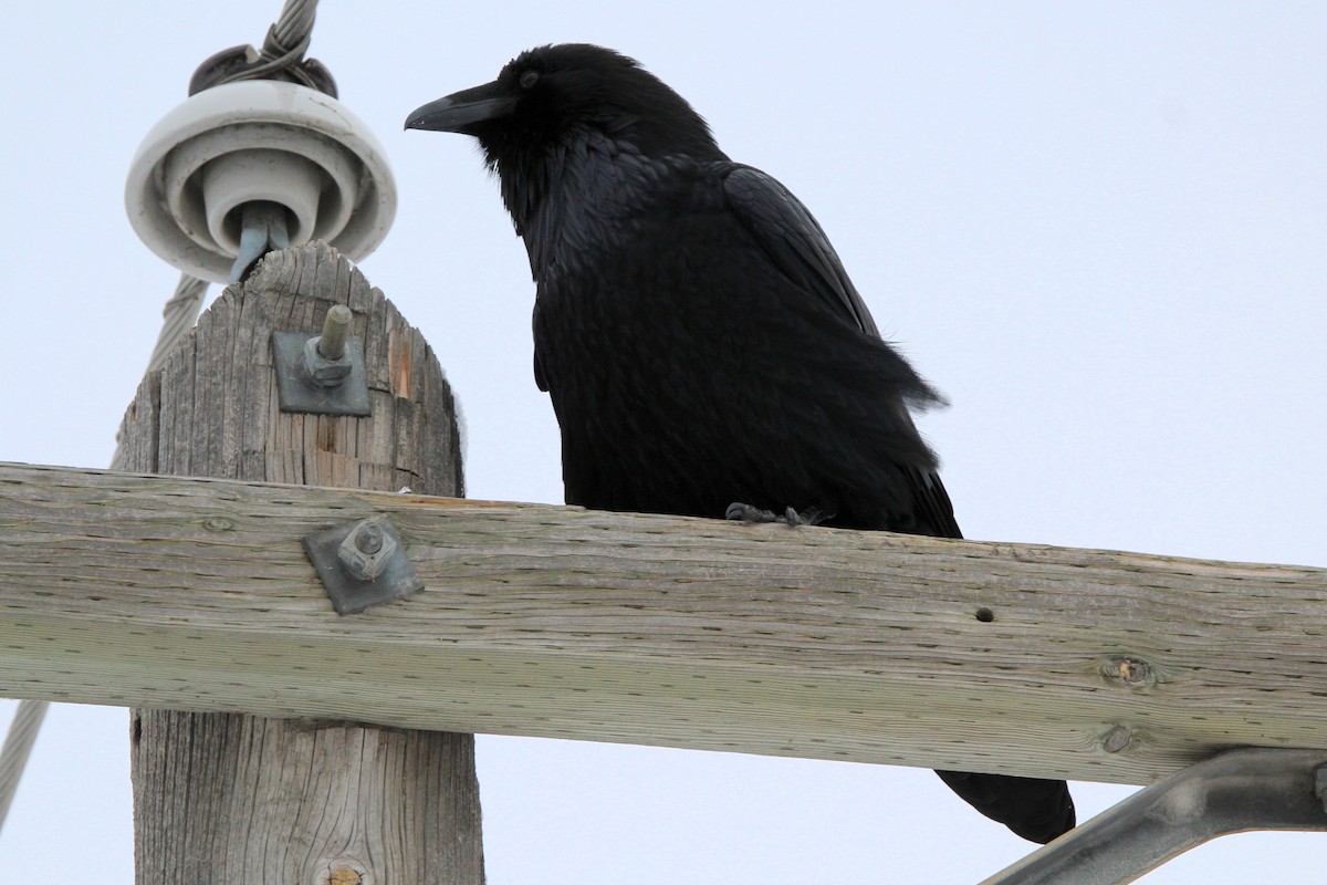 עורב שחור - ML646611117