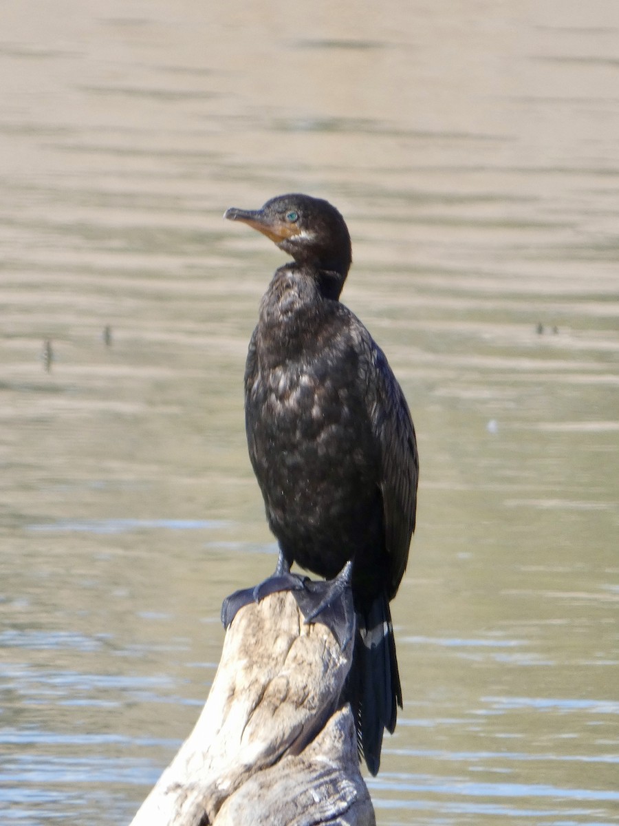 Neotropic Cormorant - ML646611118