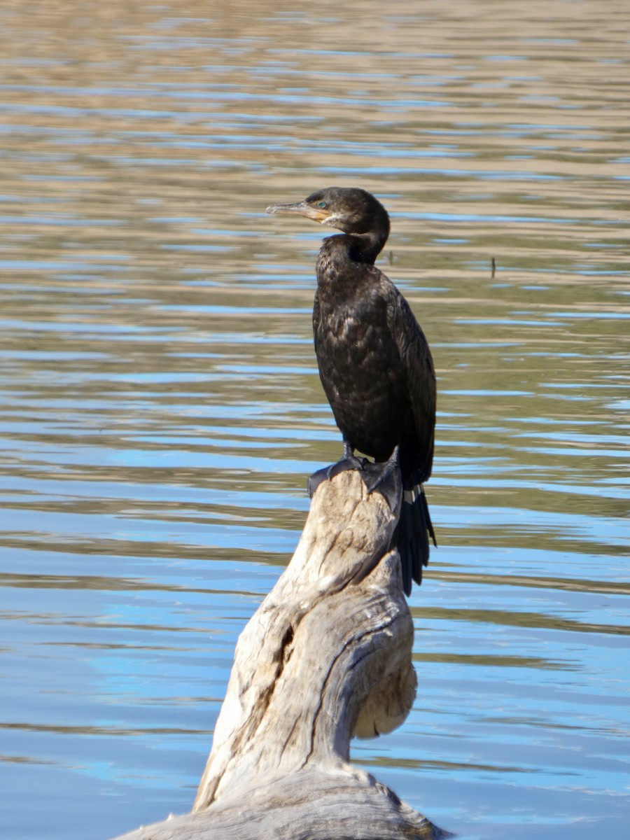 Neotropic Cormorant - ML646611119