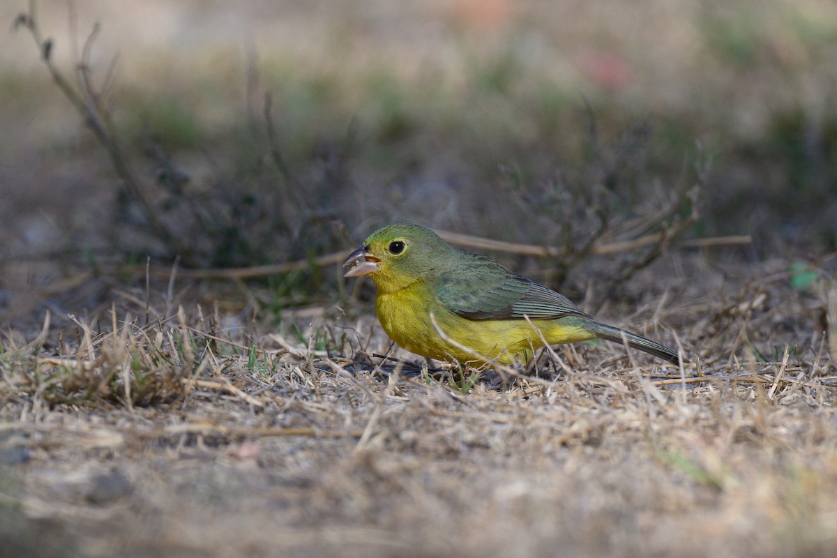Turuncu Karınlı Çinte - ML646611120