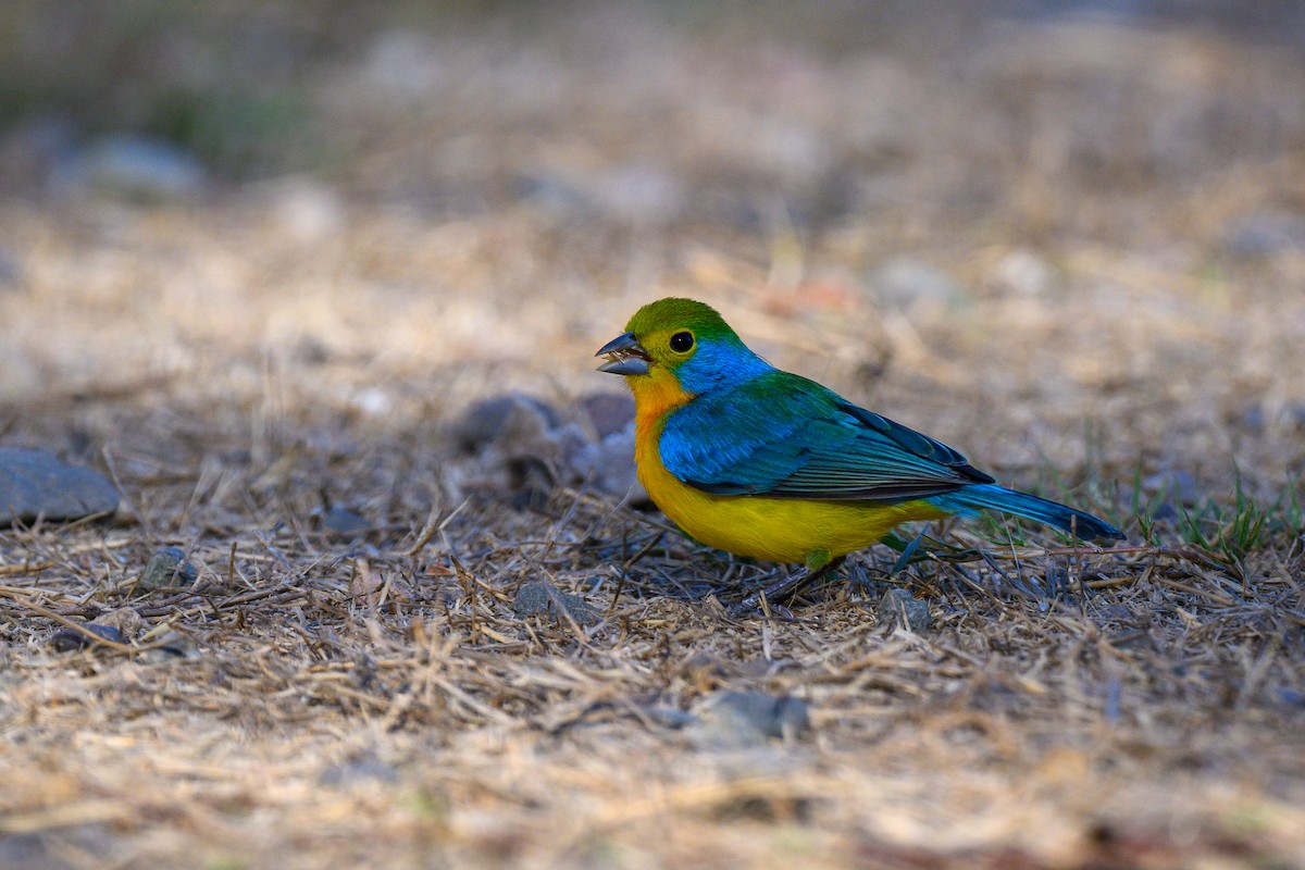 Turuncu Karınlı Çinte - ML646611121