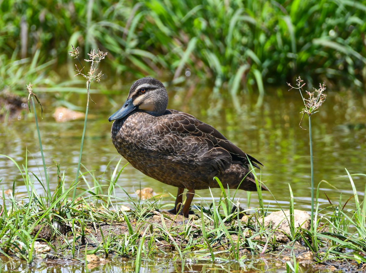 Pacific Black Duck - ML646611122
