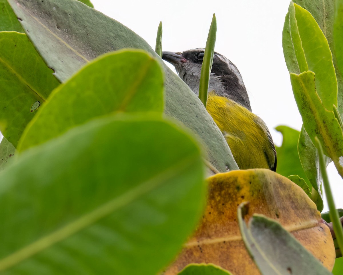 Zuckervogel - ML646611124