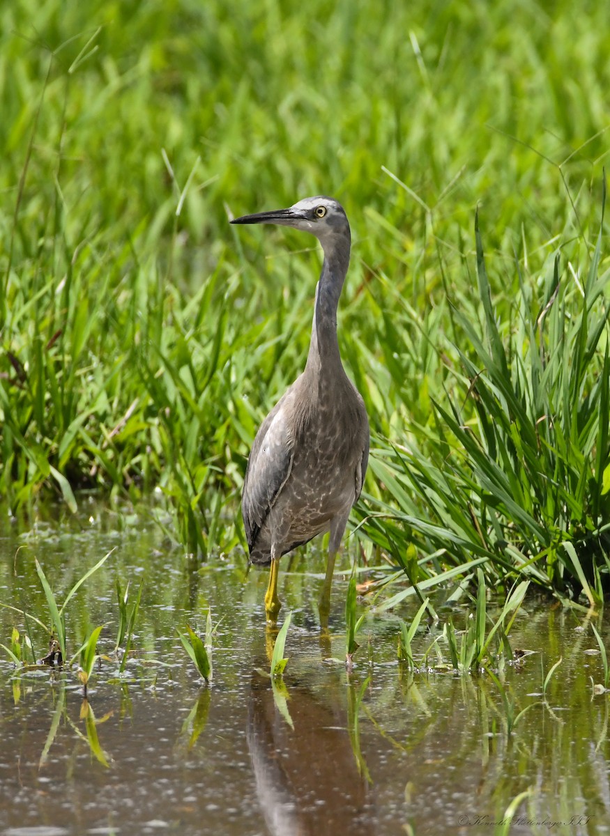 White-faced Heron - ML646611126