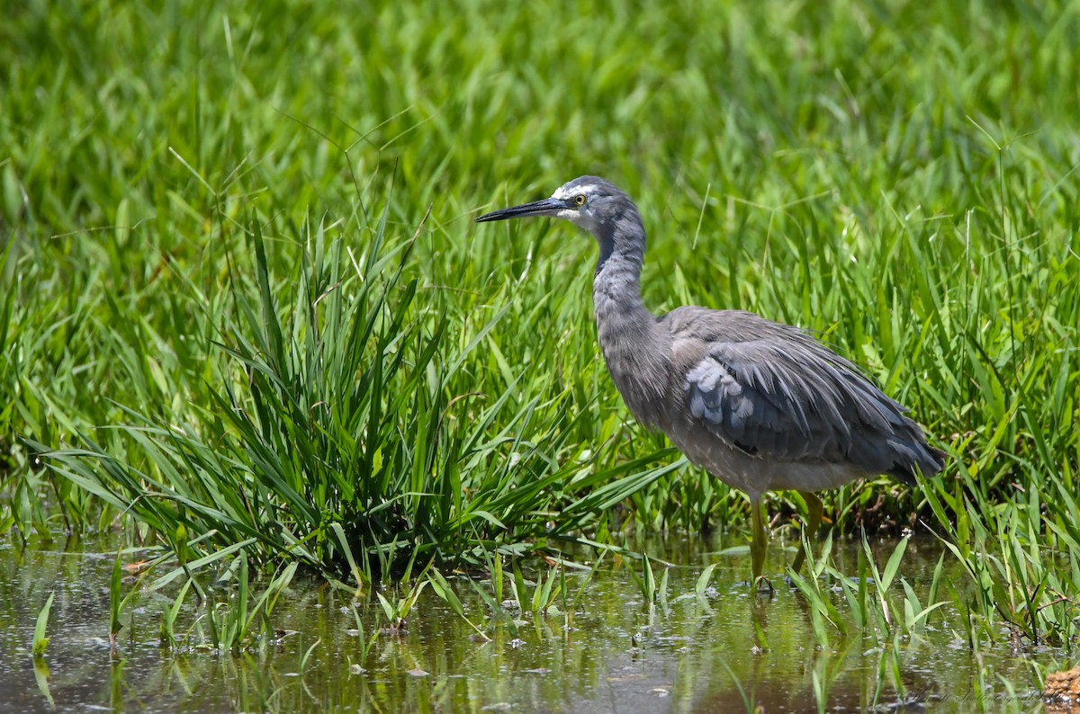 White-faced Heron - ML646611127