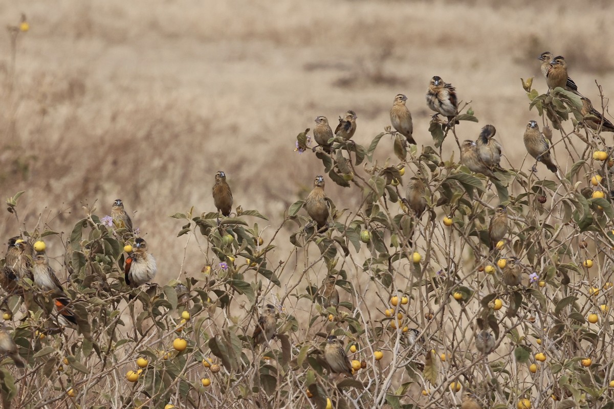 Fan-tailed Widowbird - ML646611131