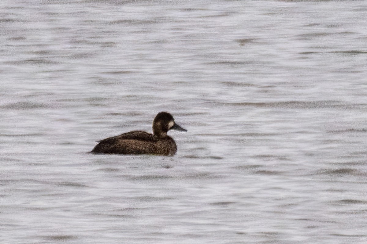 Morbaş Patka - ML646611132