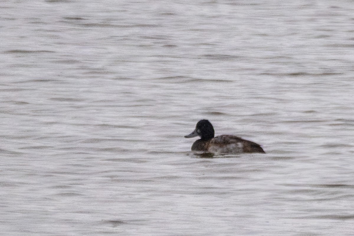 Morbaş Patka - ML646611134