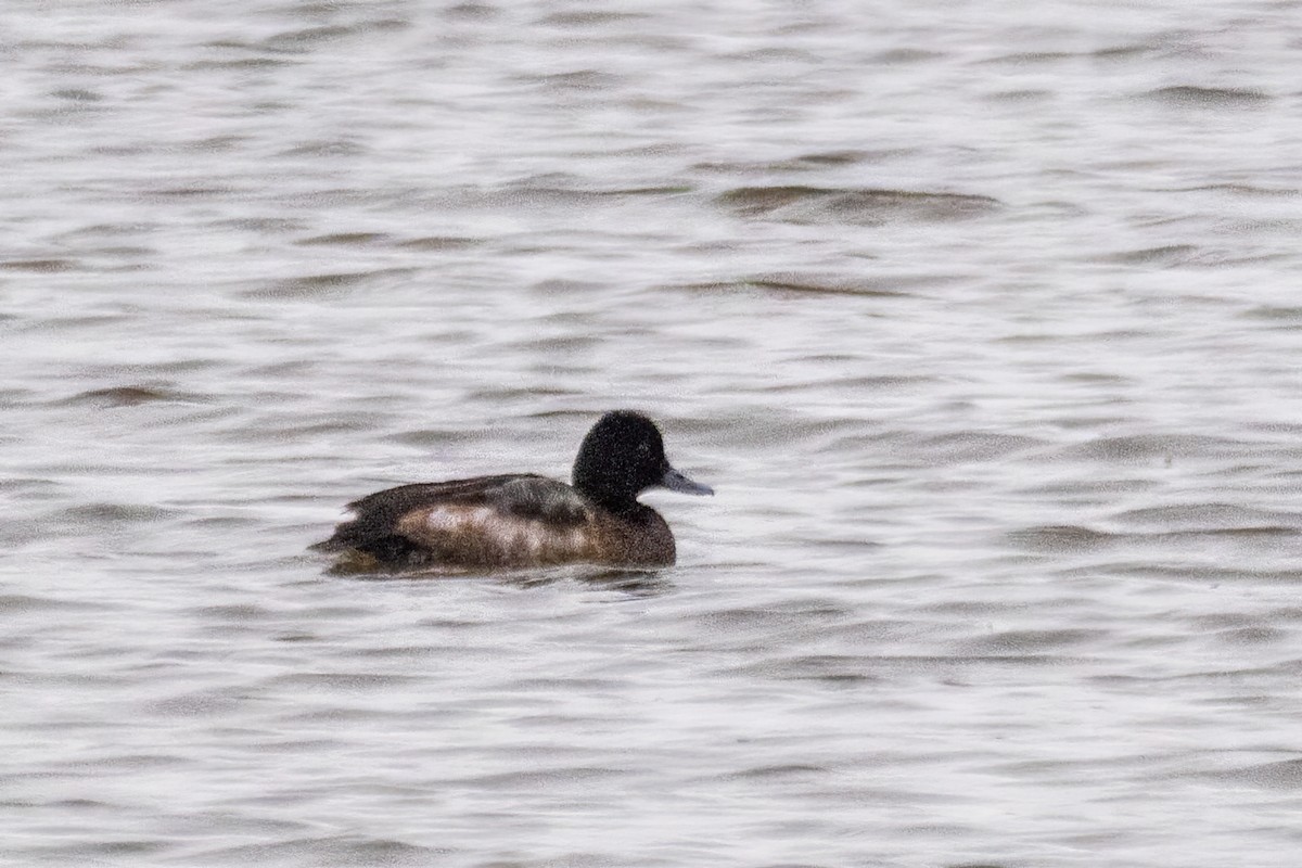 Morbaş Patka - ML646611135