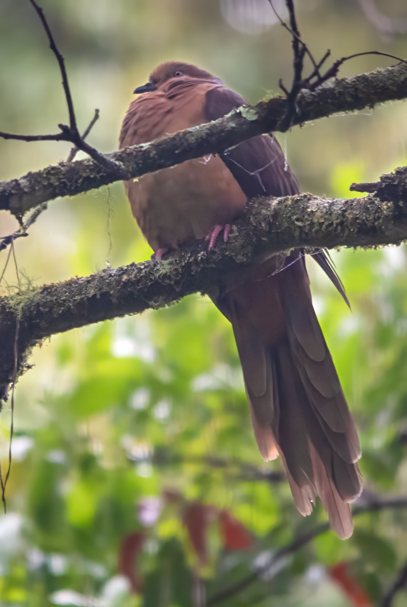 Phasianelle brune - ML646611136