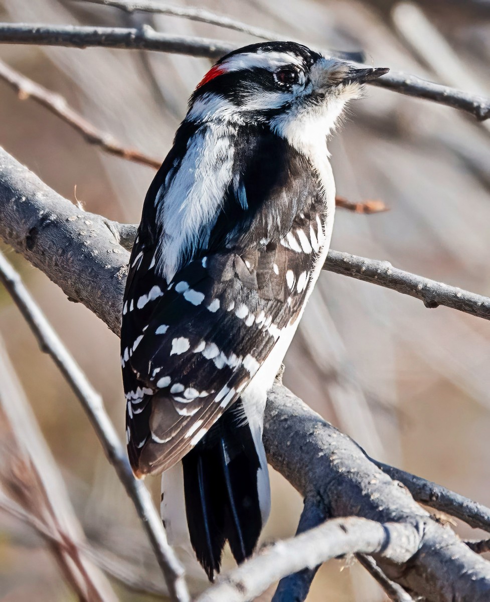 Dunenspecht - ML646611137