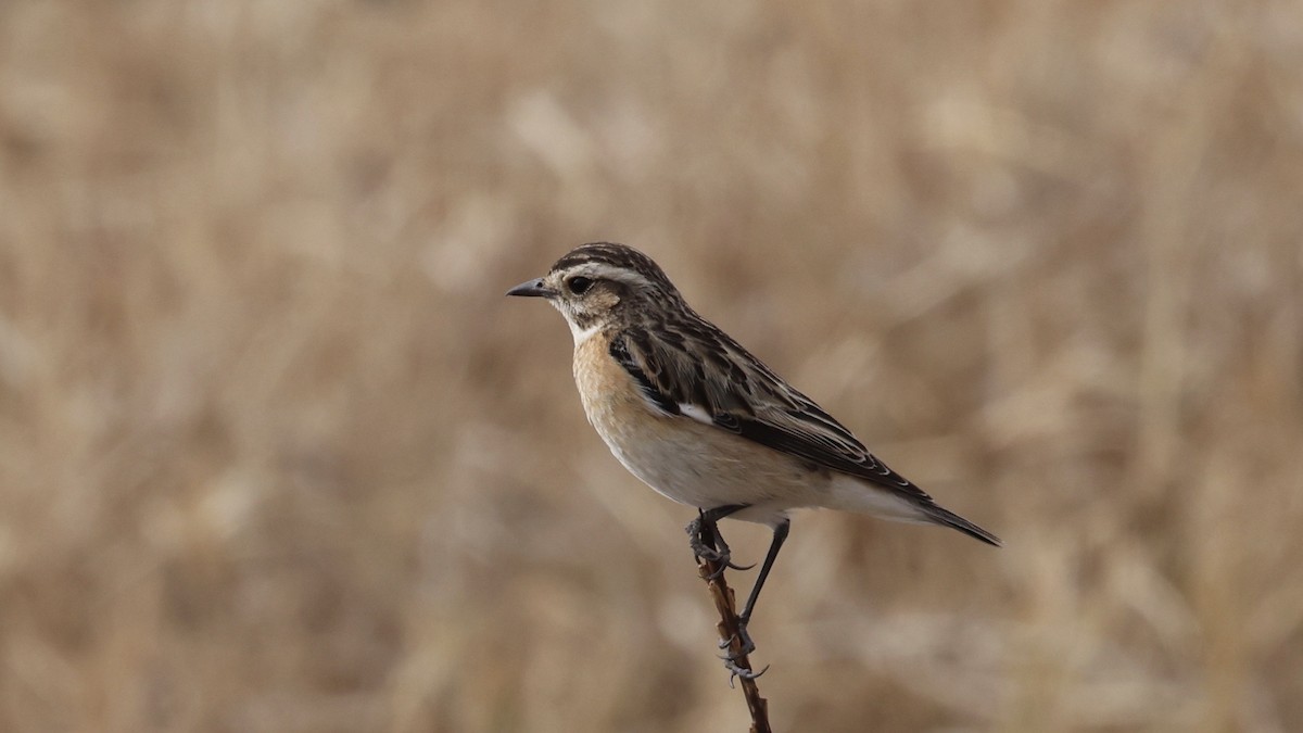 Whinchat - ML646611138