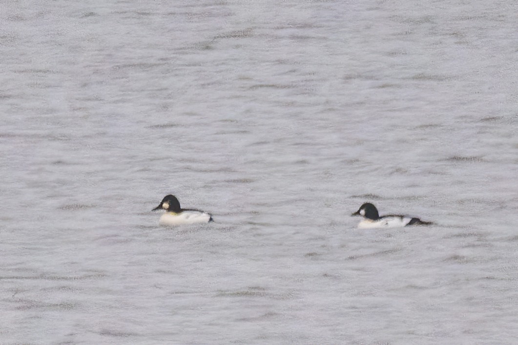 Altıngöz - ML646611140