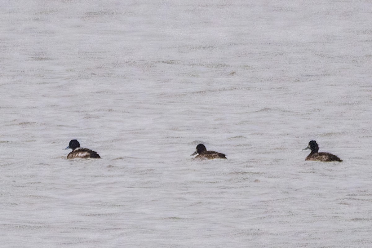 Morbaş Patka - ML646611141