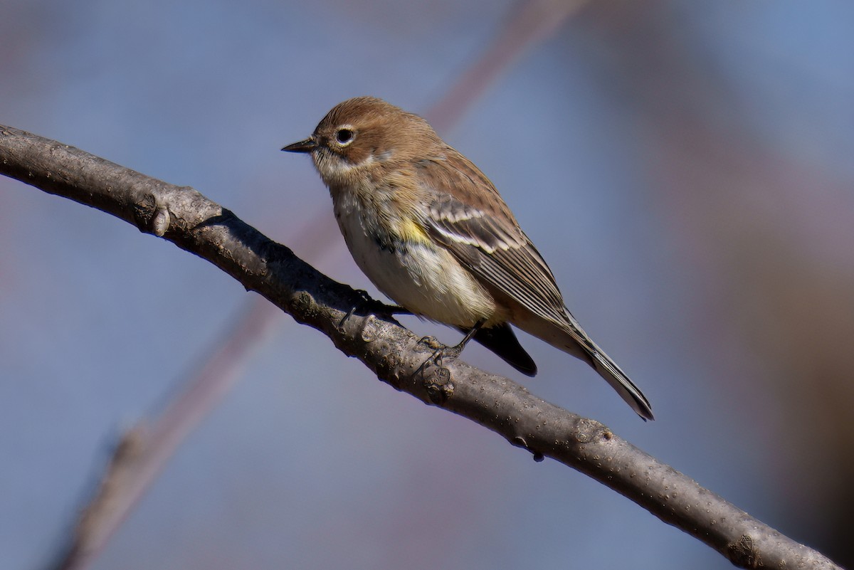 Yellow-rumped Warbler - ML646611142