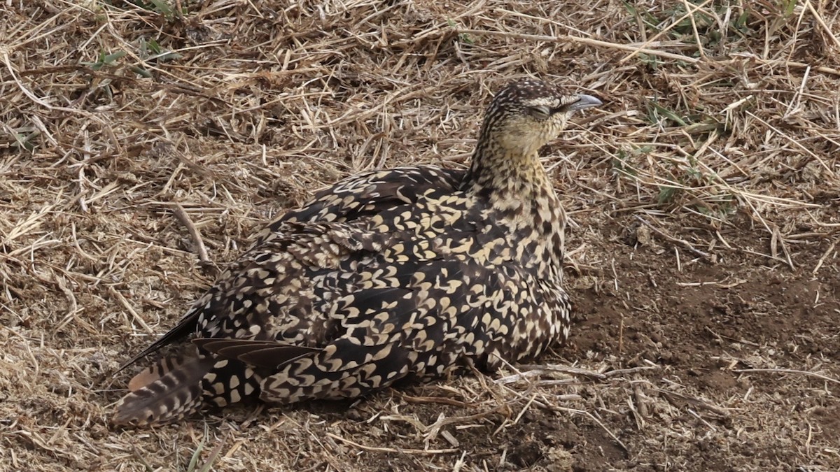 Yellow-throated Sandgrouse - ML646611144
