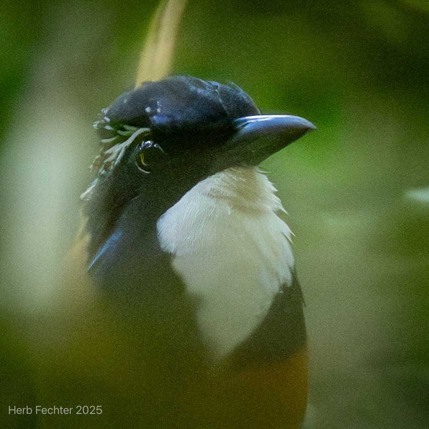 Silvícola Sirontsirona - ML646611145