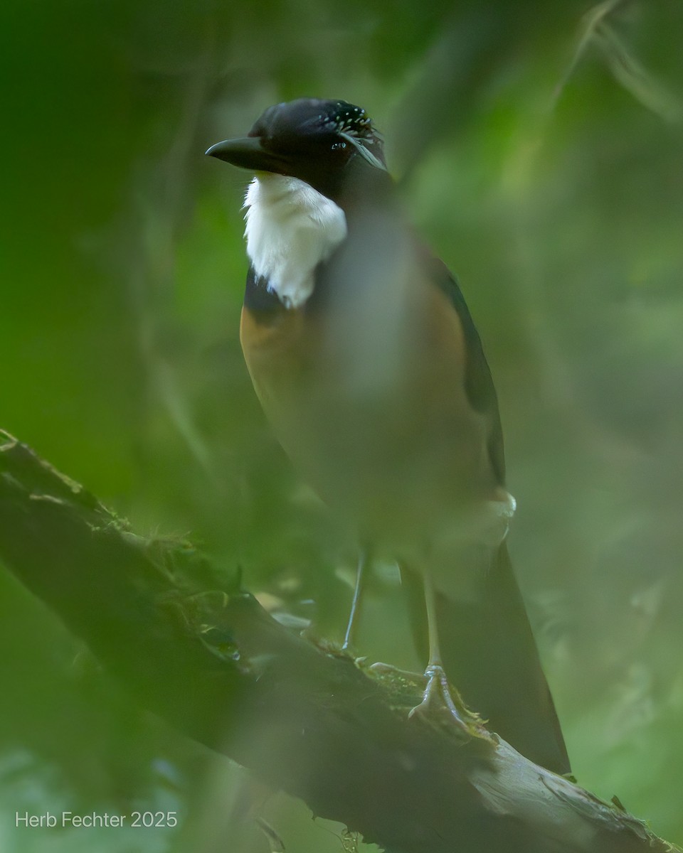 Silvícola Sirontsirona - ML646611146